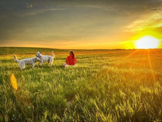 Dogs playing in a field at sunset